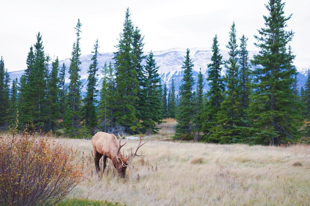 28 Wild Animals in Canada [Wildlife in Canada]