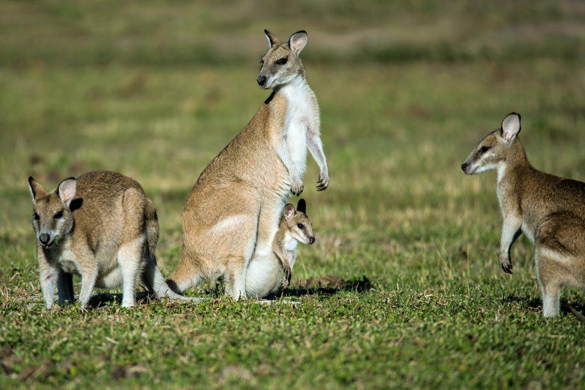 agile wallaby is part of the papua new guinea animals list