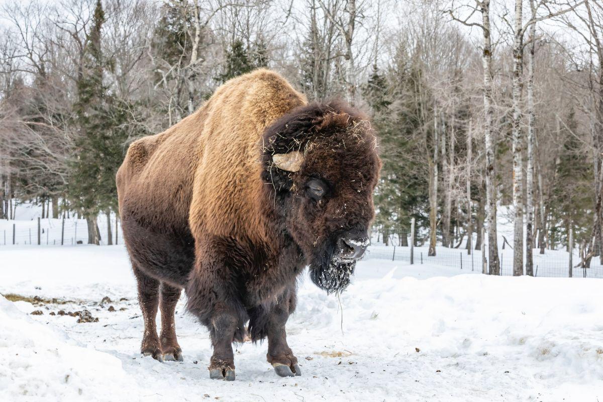 american bison is one of the native animals of canada