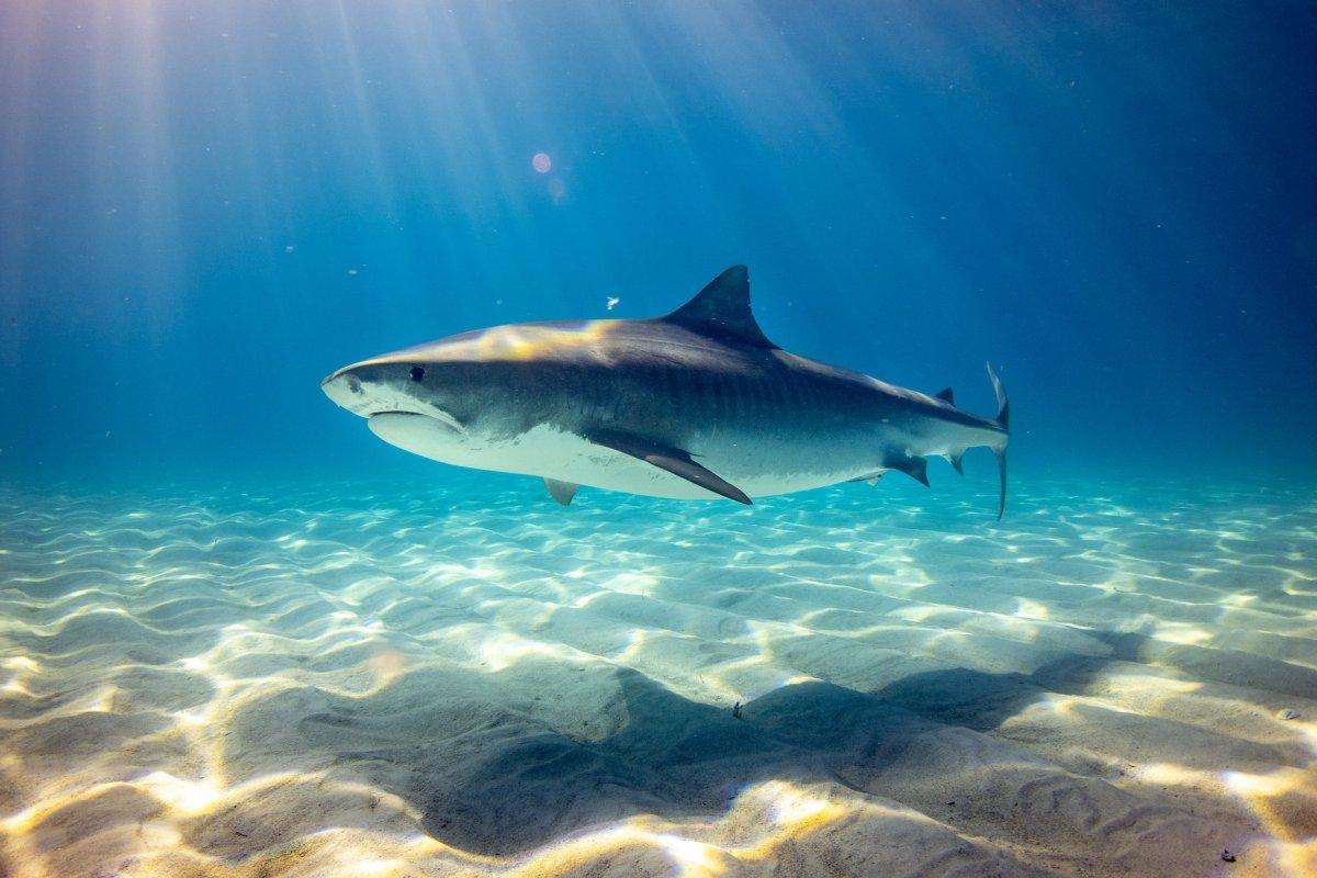 animals in australia facts about the sand tiger shark