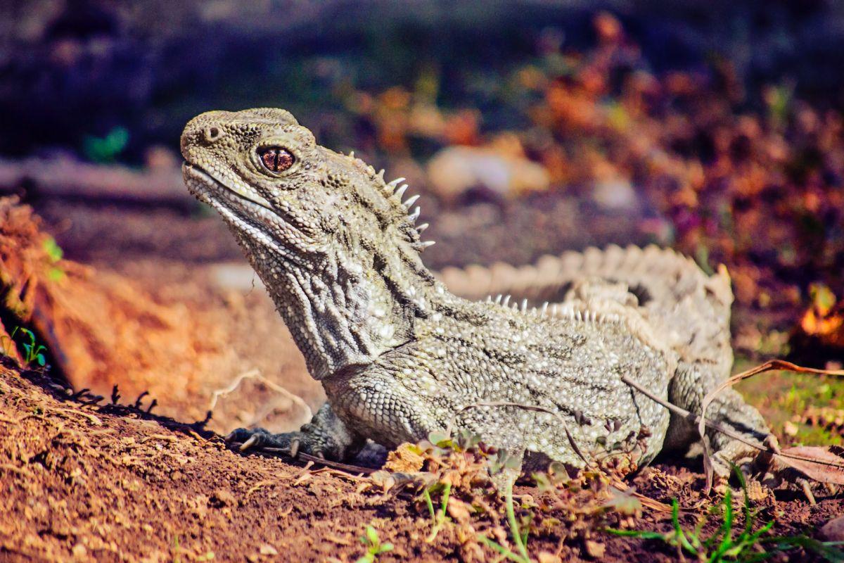 animals in new zealand facts about the tuatara