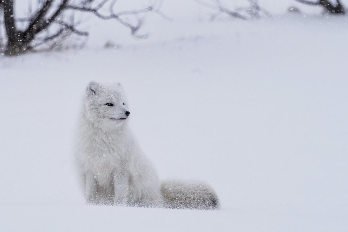 arctic fox is among the wild animals canada has on its land