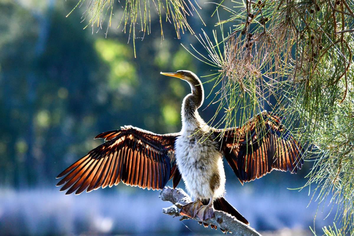 australasian darter is one of the animals from new zealand