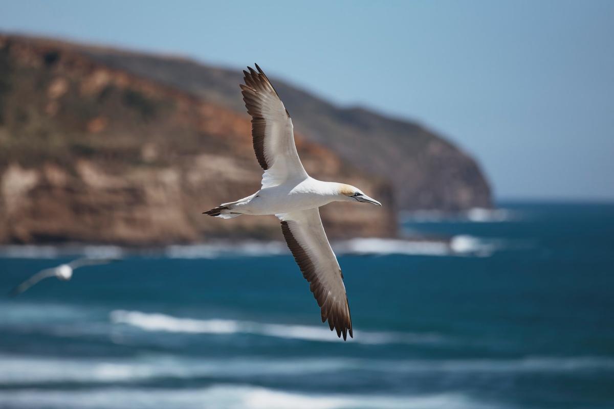 australasian gannet is among the native animals new zealand has on its land