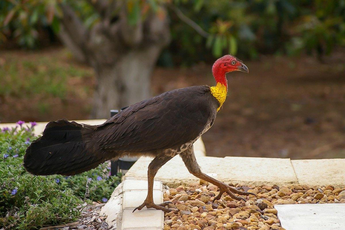 australian brushturkey