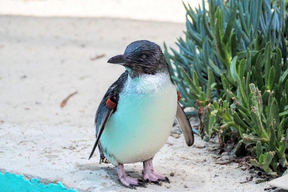 australian little penguin is one of the native animals of south australia