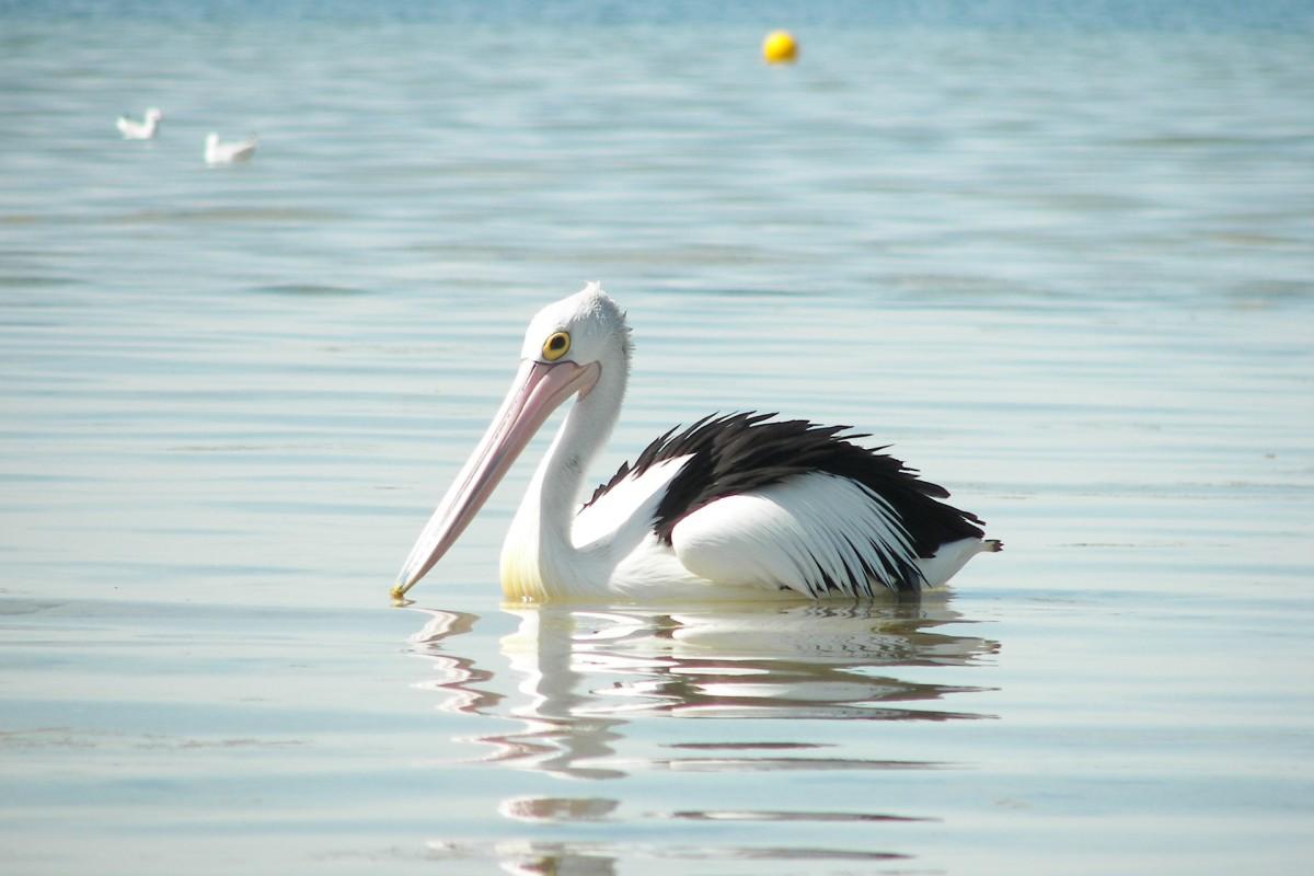 australian pelican counts in the animals in palau
