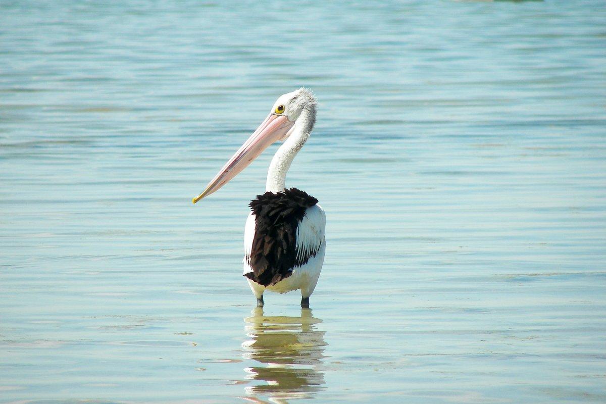 australian pelican