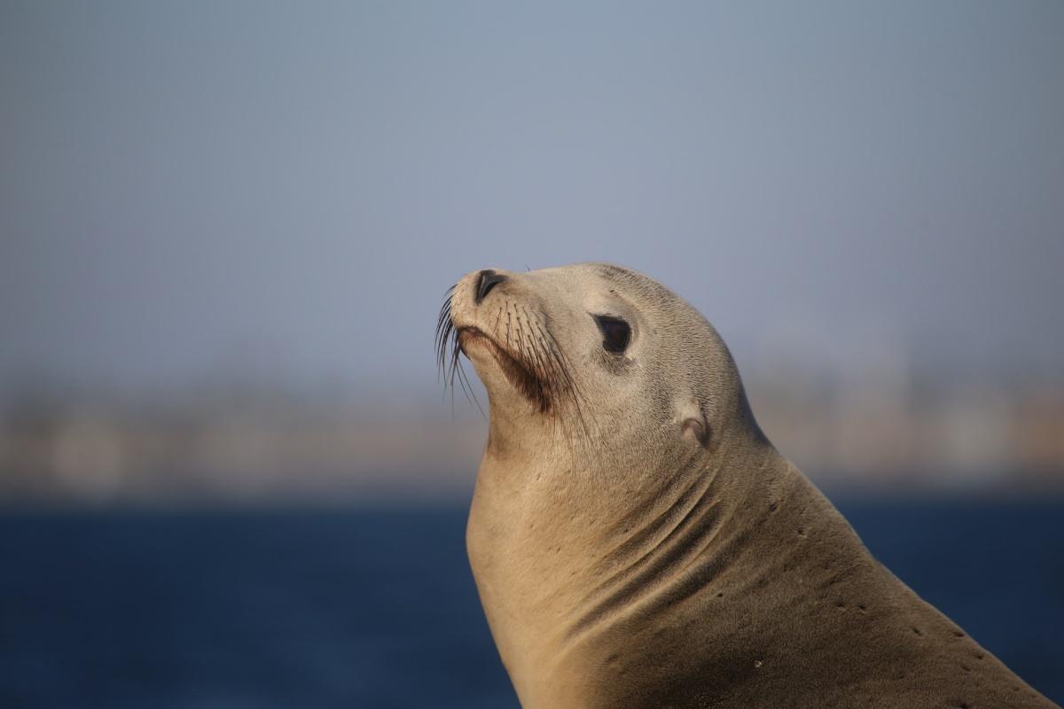 australian sea lion