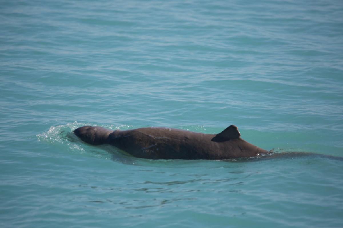 australian snubfin dolphin