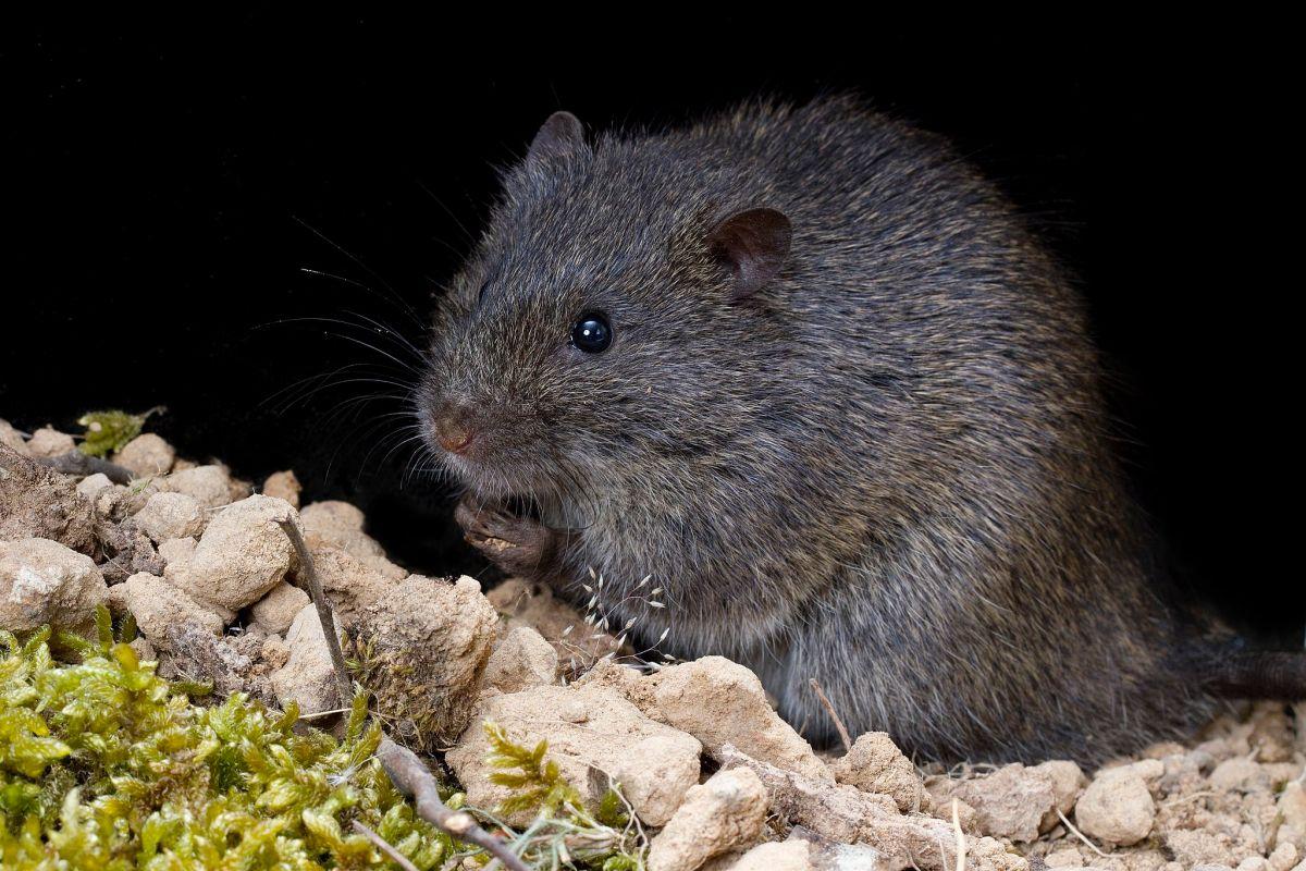 australian swamp rat is part of the wildlife in south australia