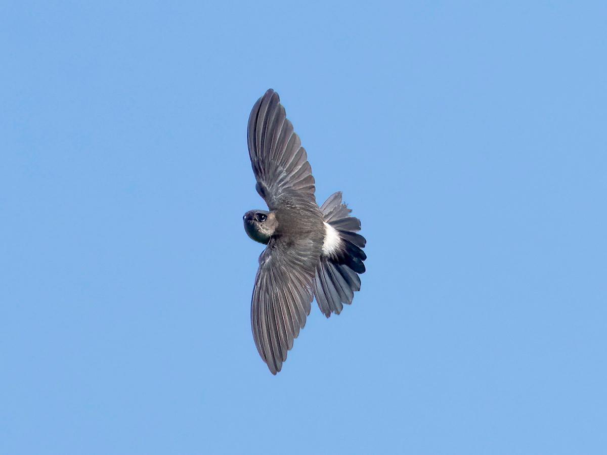 australian swiftlet is one of the queensland dangerous animals