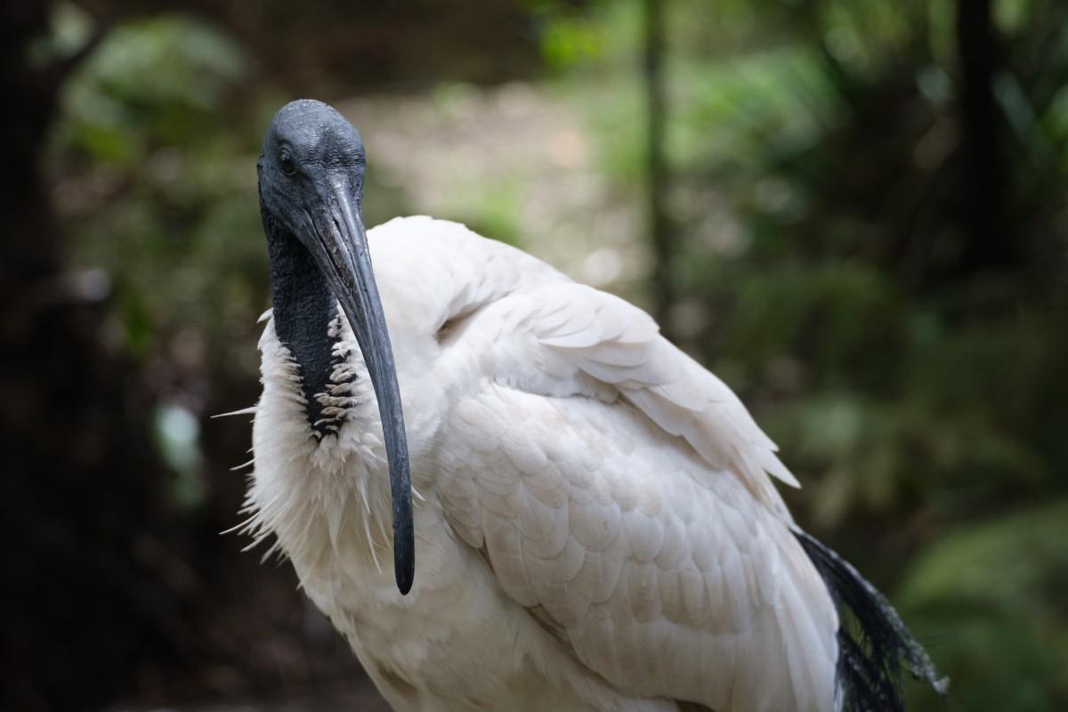 australian white ibis is among the victoria native animals