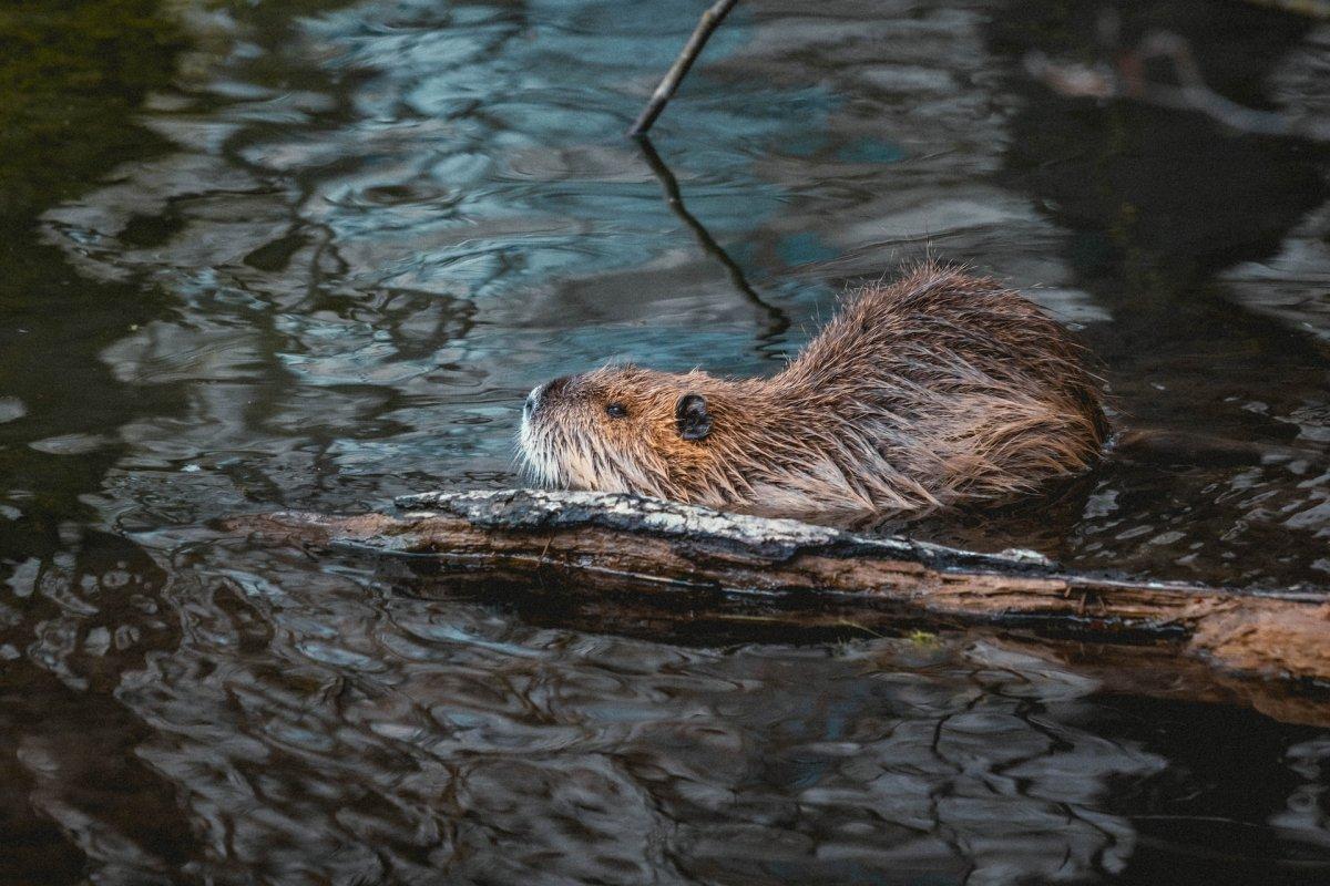 beaver is the national animal of canada