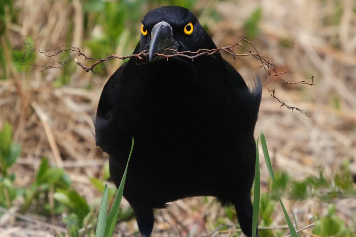 black currawong is among the animals tasmania has on its land