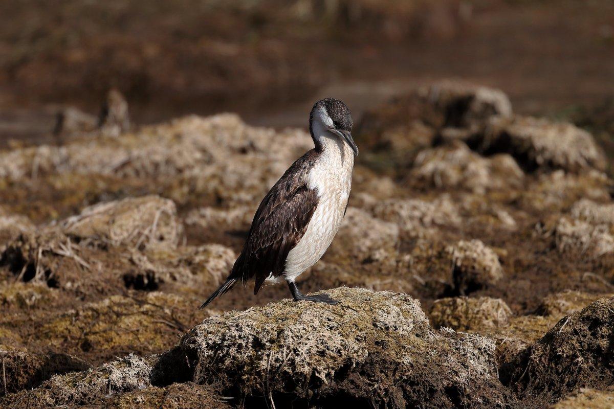 black-faced cormorant is one of the native animals of victoria