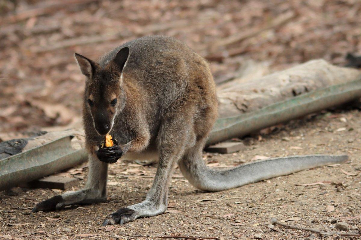 black-flanked rock-wallaby is one of the animals native to south australia