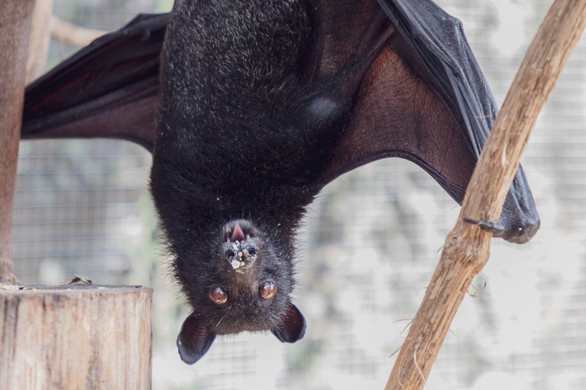 black flying fox is part of the new south wales wildlife