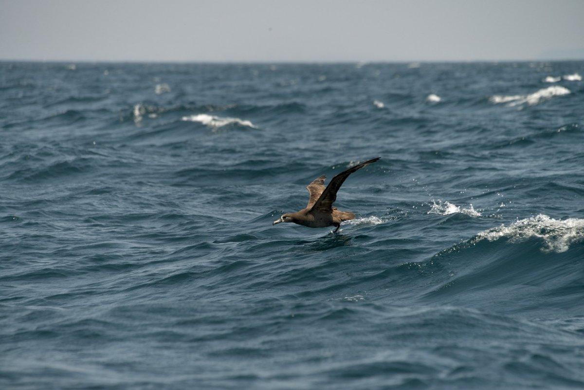 black-footed albatross