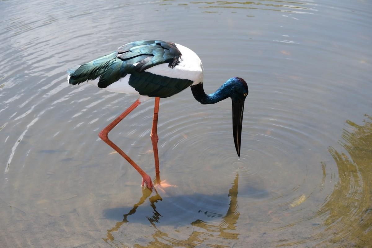 black necked stork is one of the native animals of papua new guinea