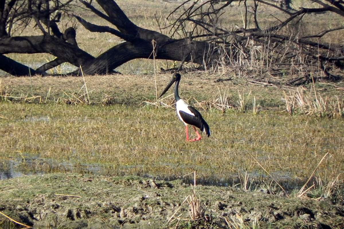 black-necked stork