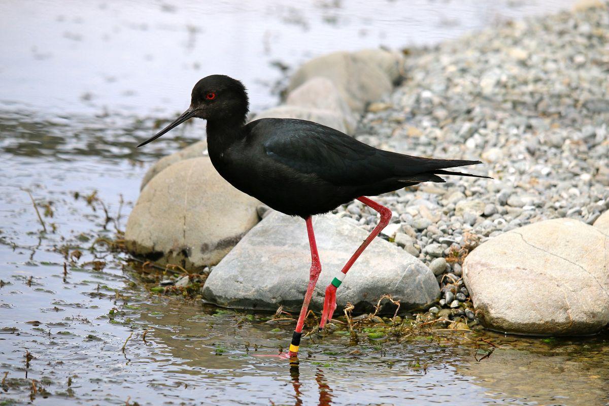 black stilt is one of the rare new zealand animals