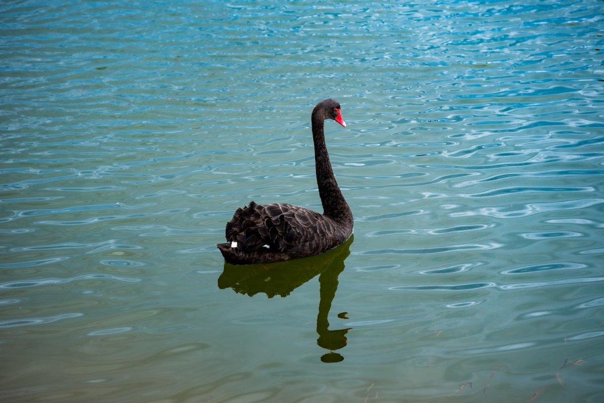 black swan is one of the native animals western australia has on its land