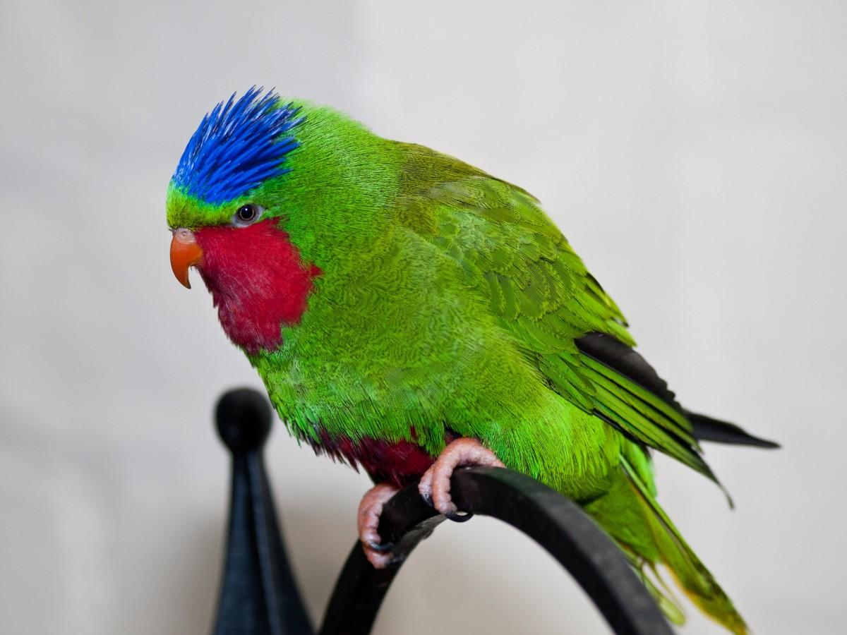 blue crowned lorikeet