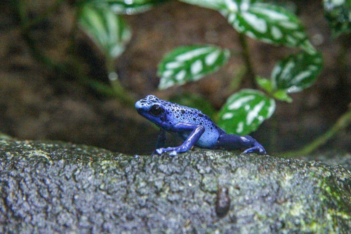 blue poison dart frog