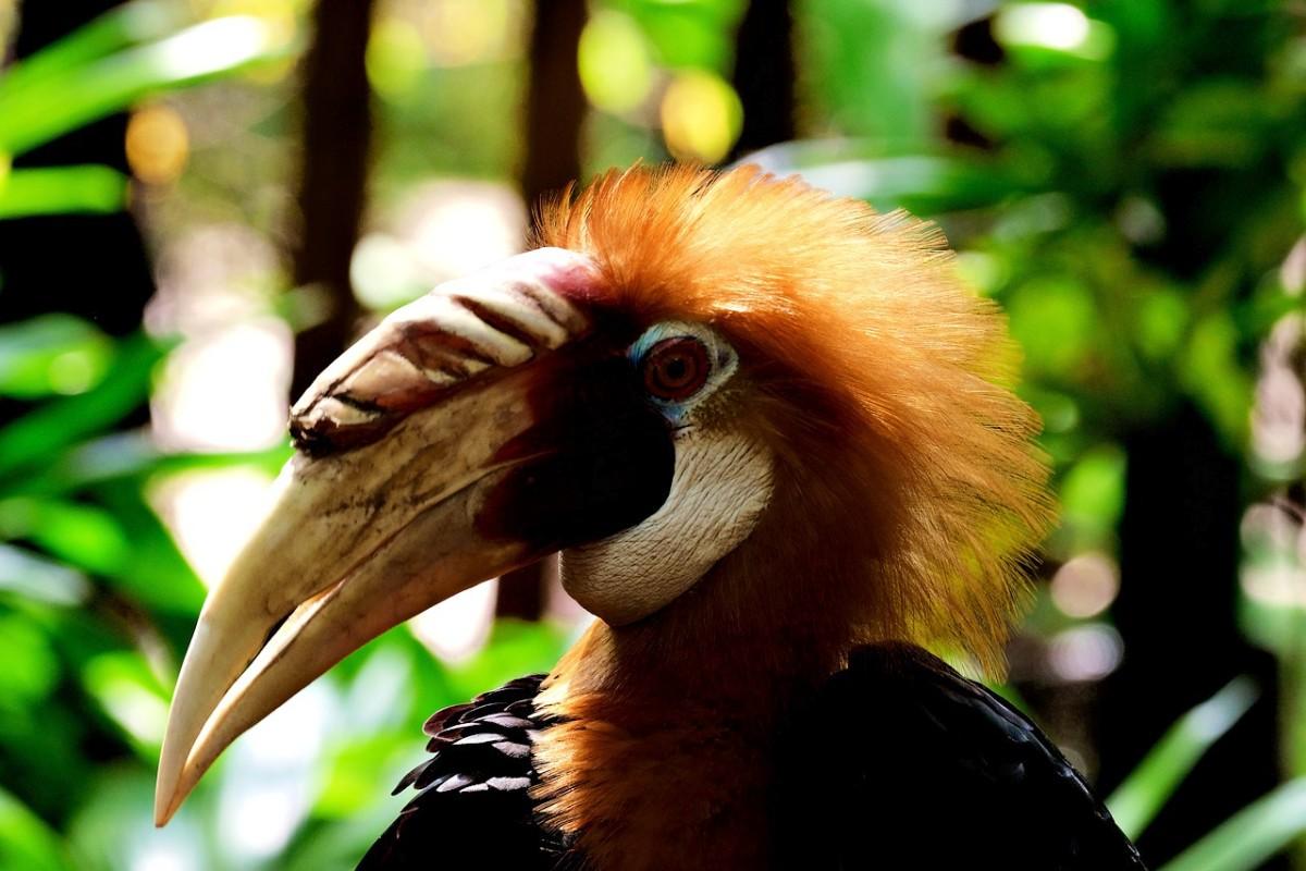 blyth's hornbill is among the animals from papua new guinea