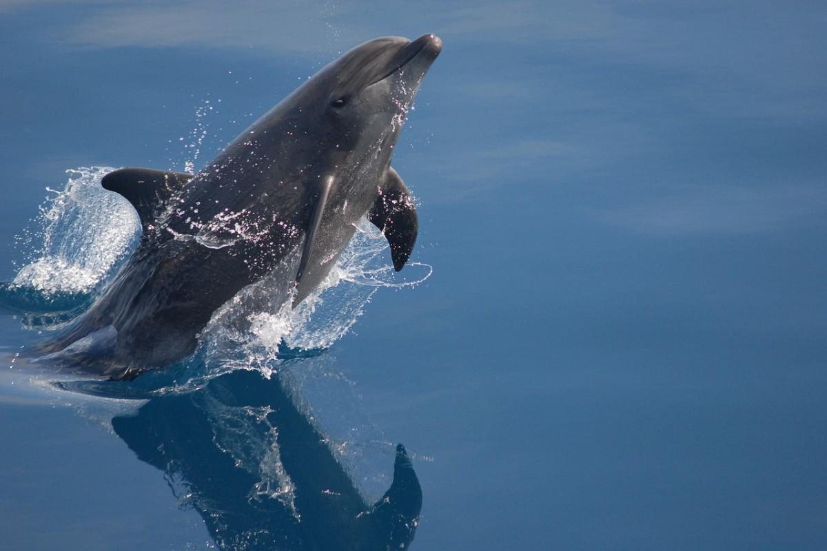 bottlenose dolphin