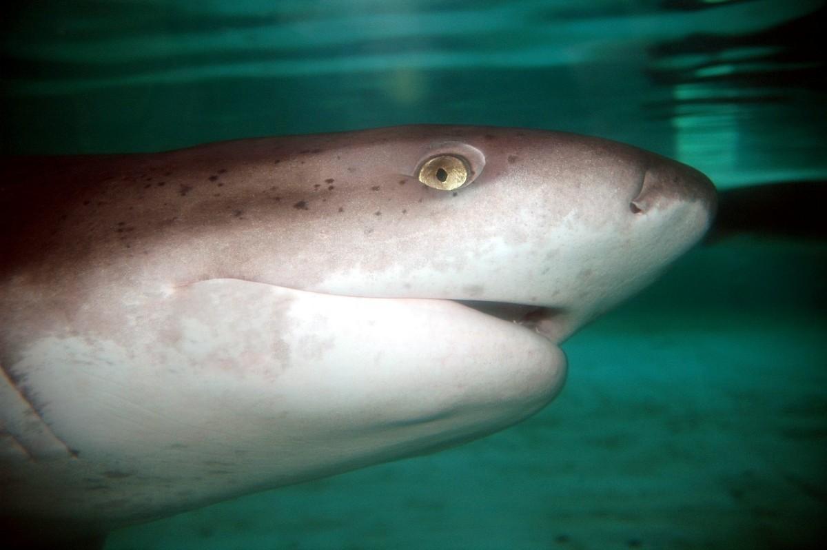 broadnose sevengill shark is an animal of new zealand