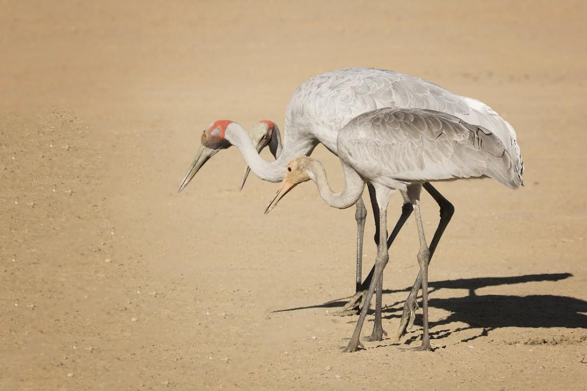 brolga is part of the new zealand wildlife