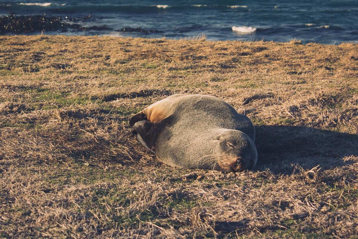 brown fur seal