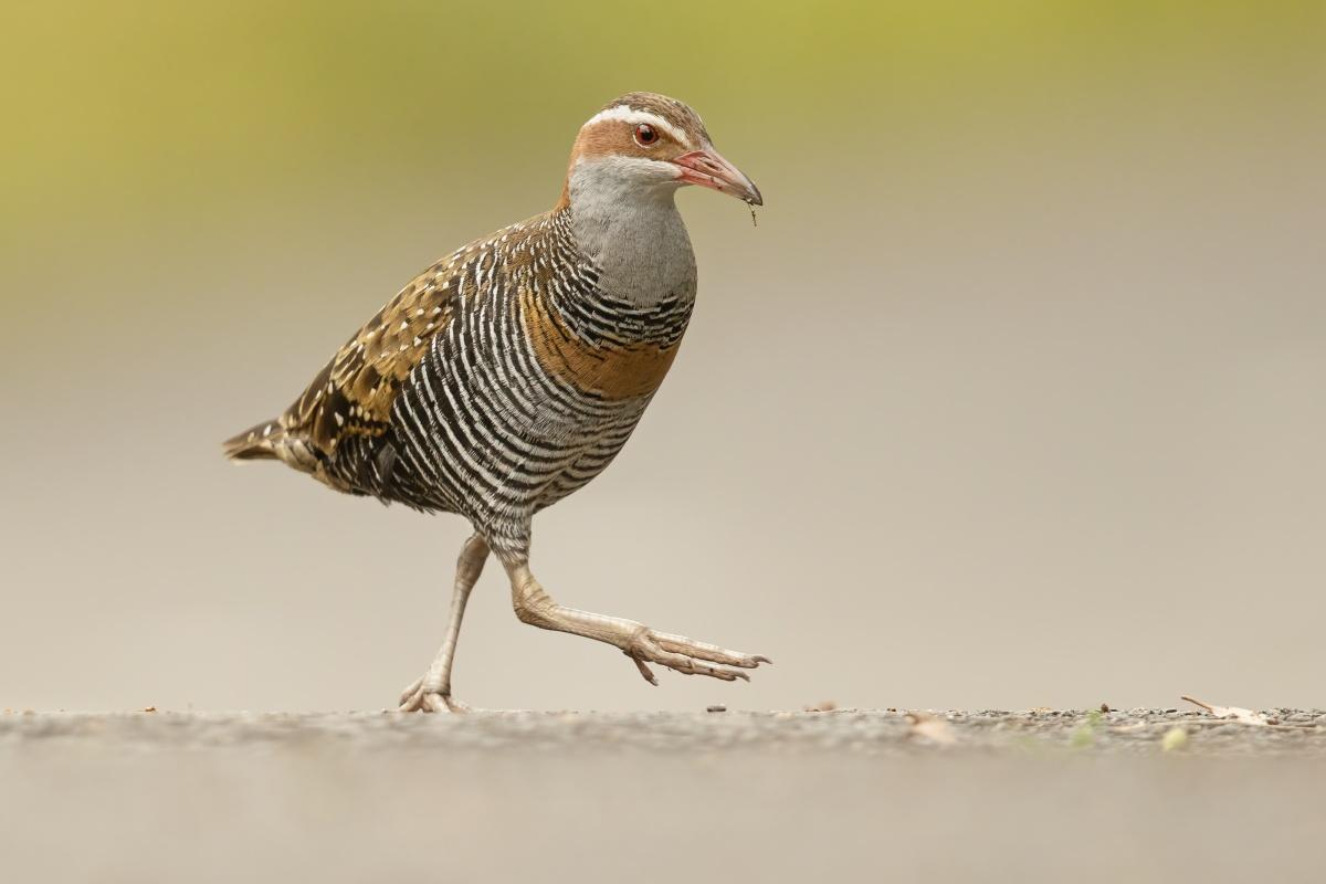 buff-banded rail