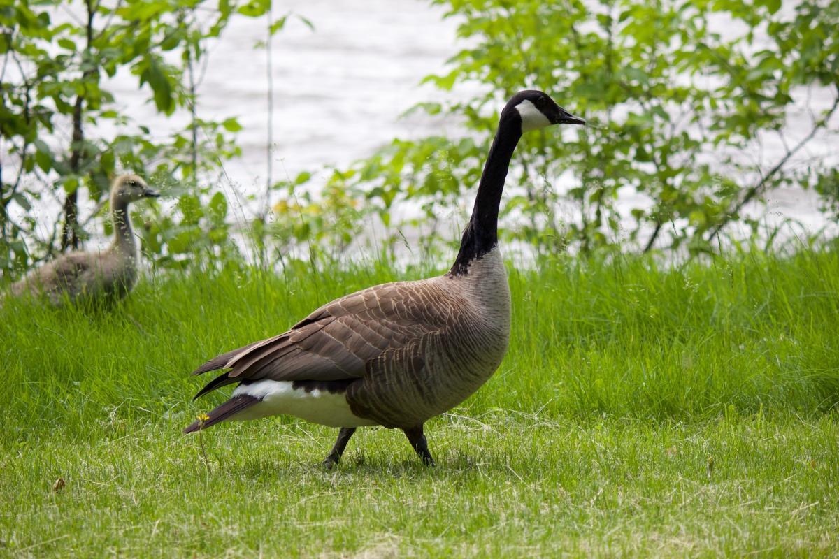 canada goose is part of the wildlife of canada