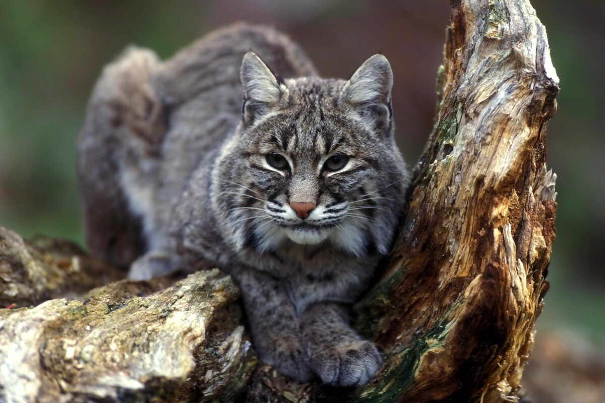 canada lynx is among the animals native to canada