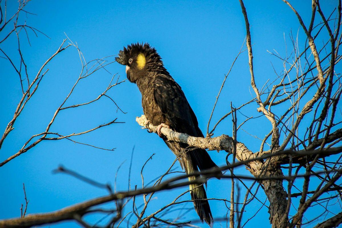 carnaby's black cockatoo is one of the animals native to western australia