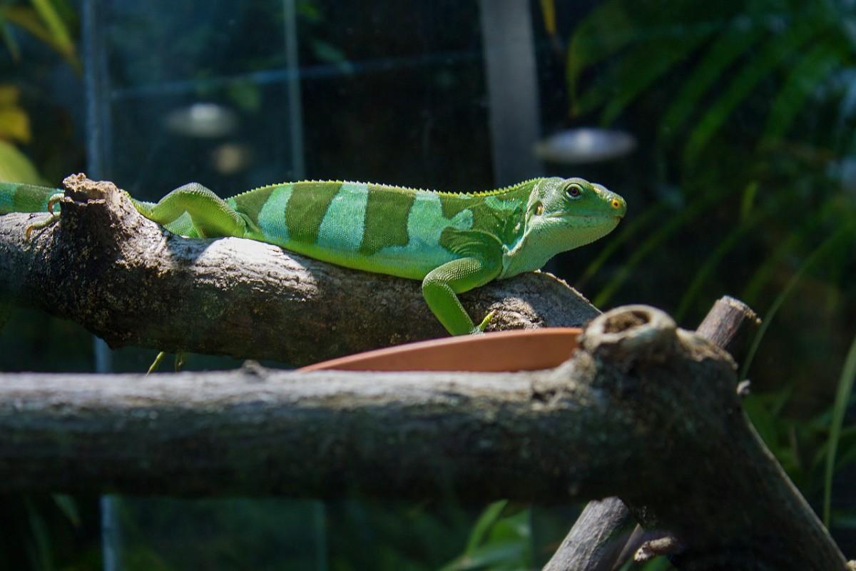 central fijian banded iguana is part of the vanuatu wildlife