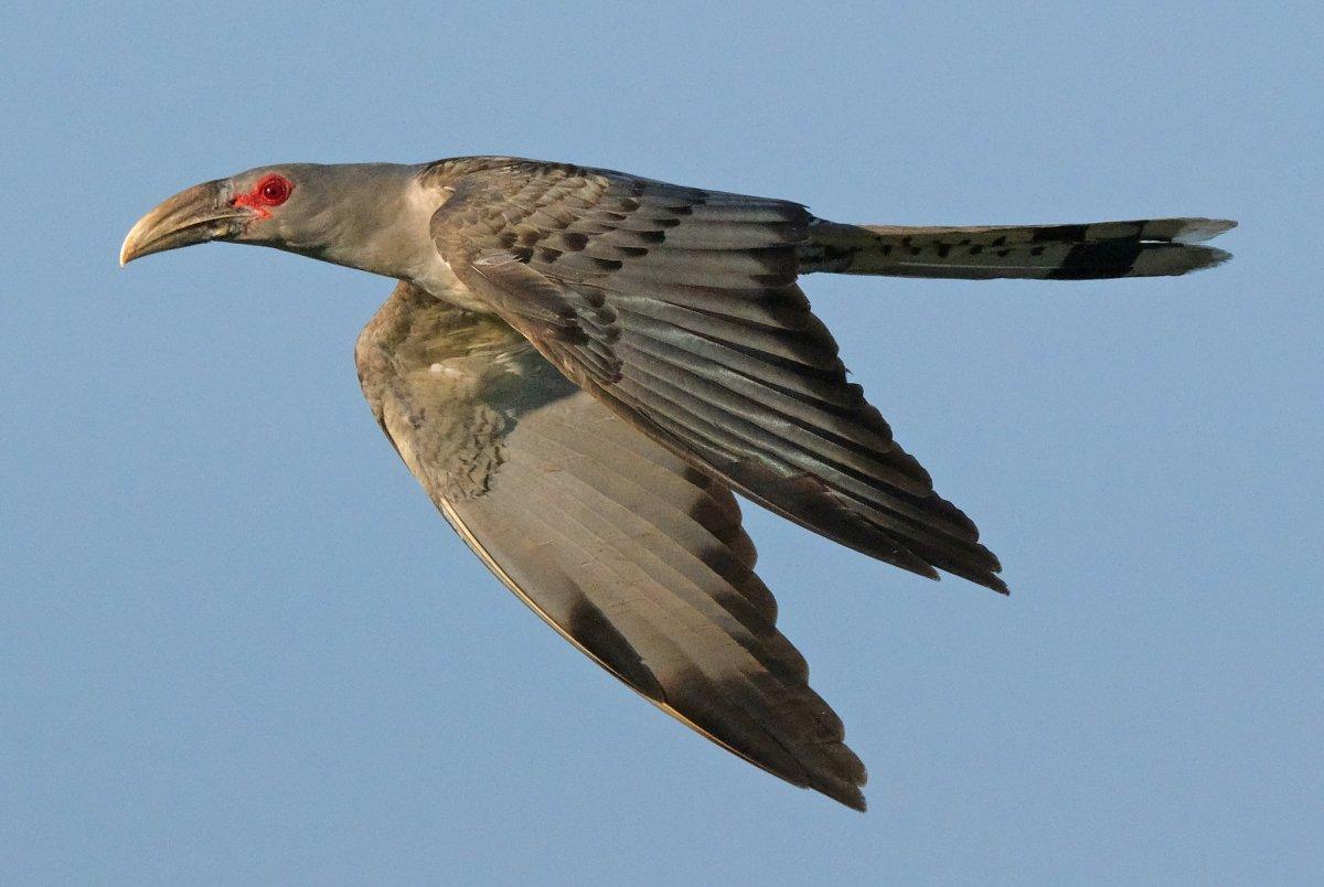 channel-billed cuckoo