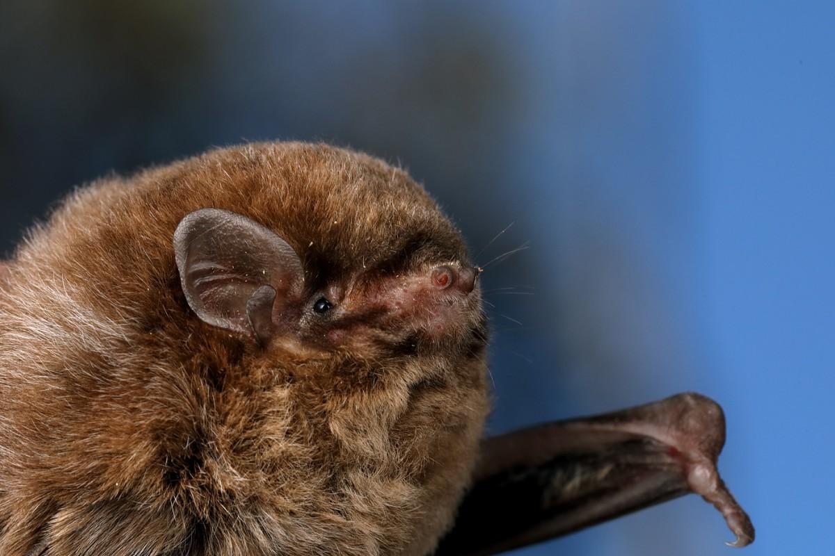chocolate wattled bat is among tasmania australia animals