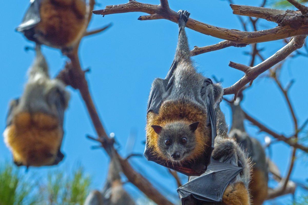 chuuk flying fox is the national animal of micronesia