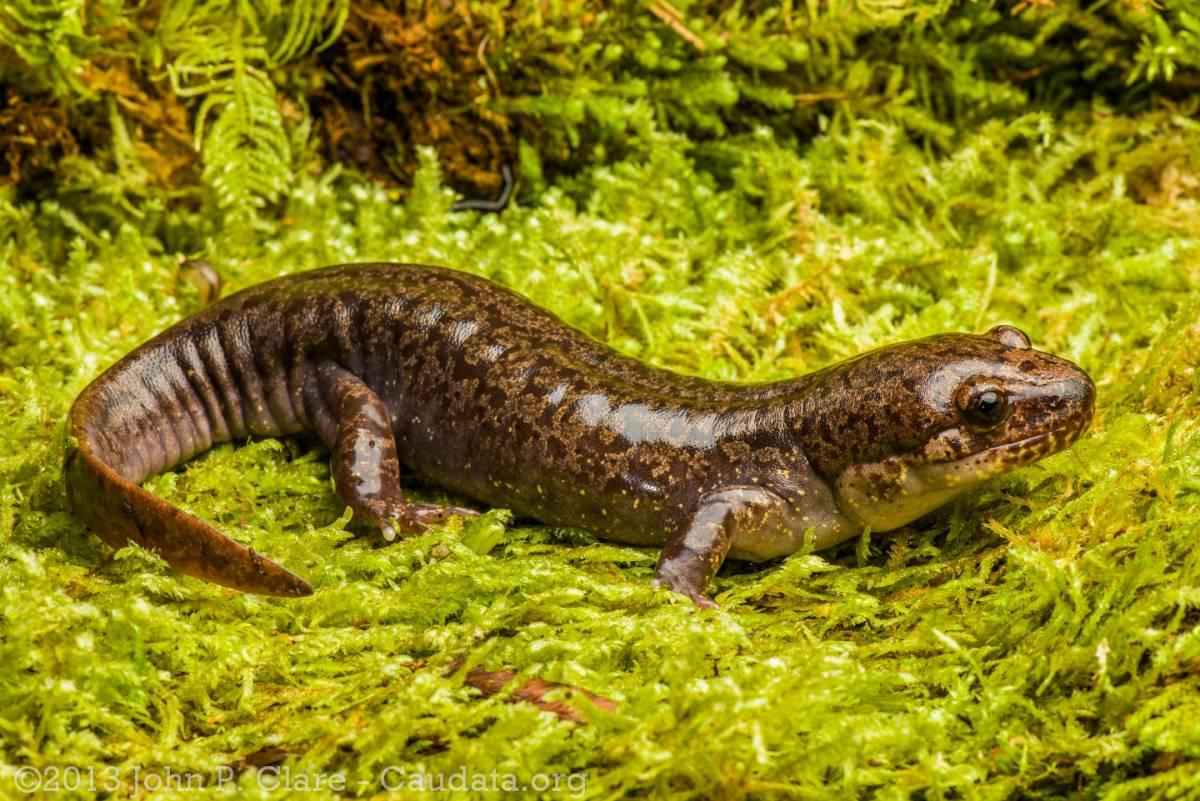 coastal giant salamander is among the native animals in canada
