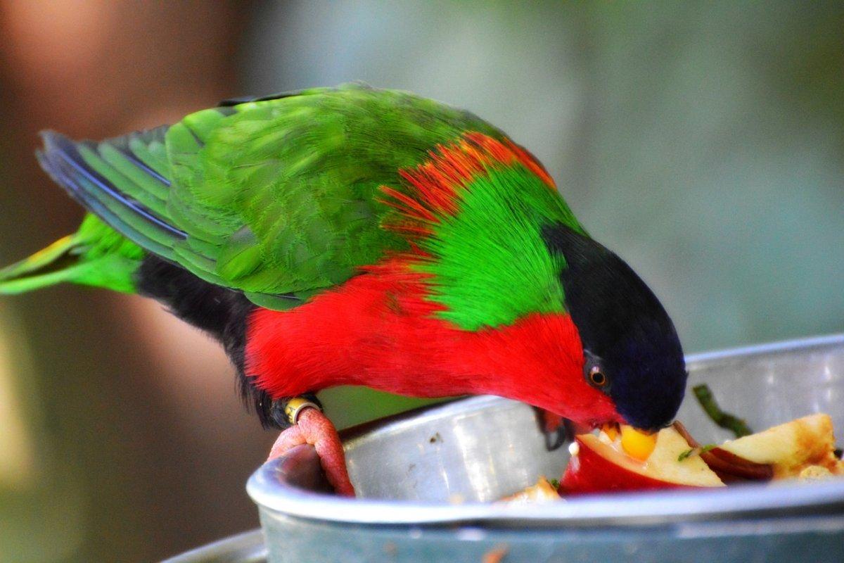 collared lory is fiji national animal