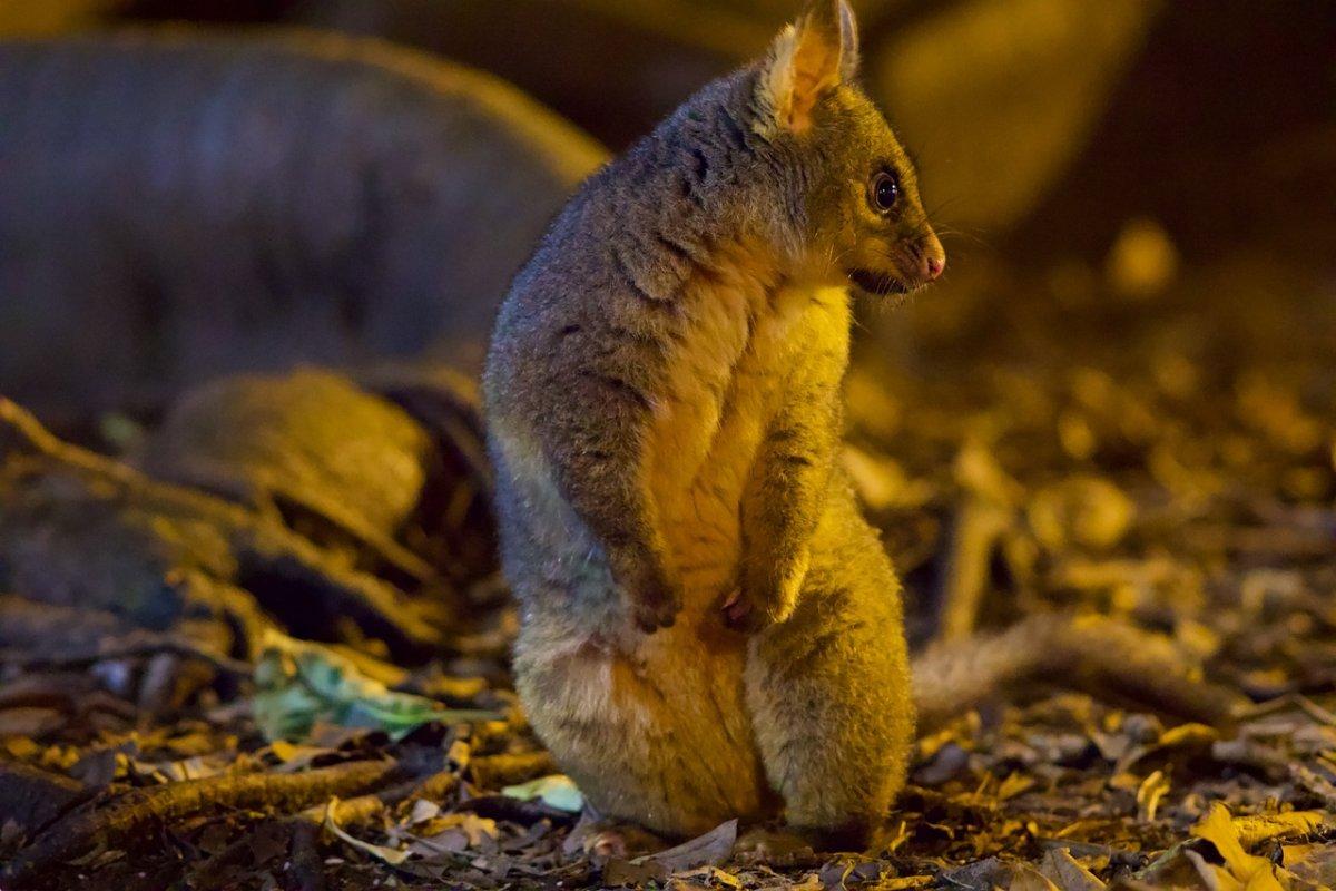 common brushtail possum is part of the western australia wildlife