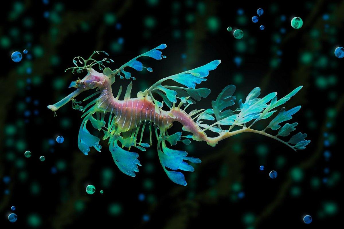 common seadragon