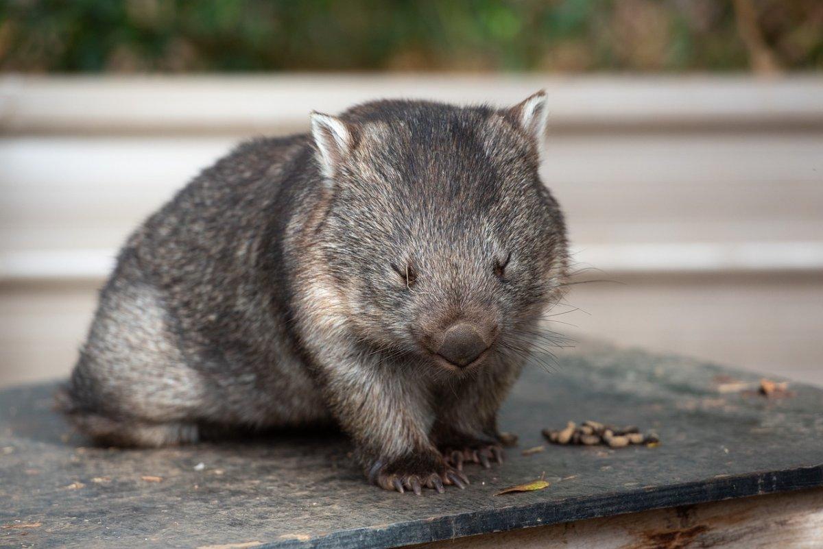 common wombat