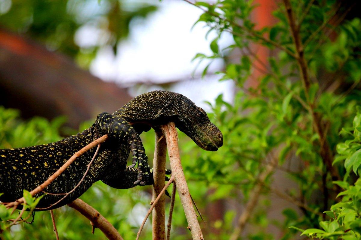 crocodile monitor