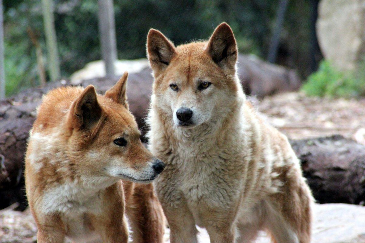 dingo is one of the australia animal