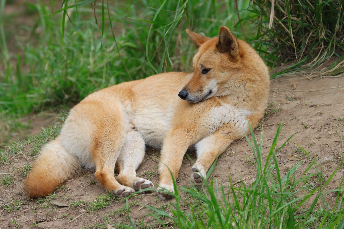 dingo